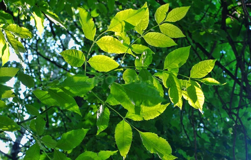 Ясень -  теплолюбивое листопадное дерево, реже — кустарник