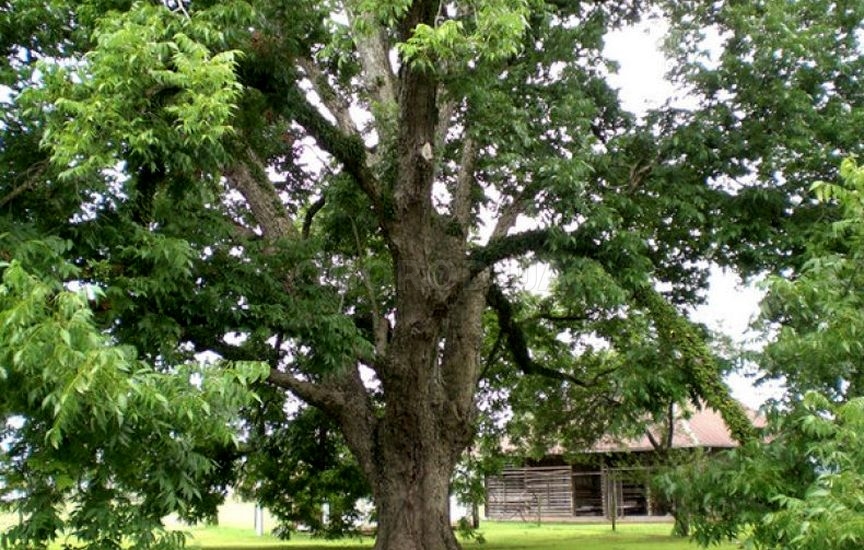 Кария (Гикори): виды и описание орехового дерева