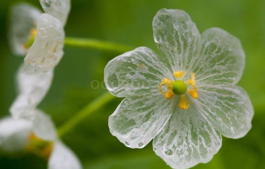 Прозрачный цветок двулистник: особенности и уникальные свойства