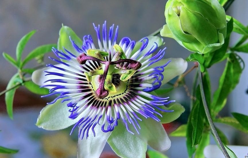 Пассифлора — очаровательное растение