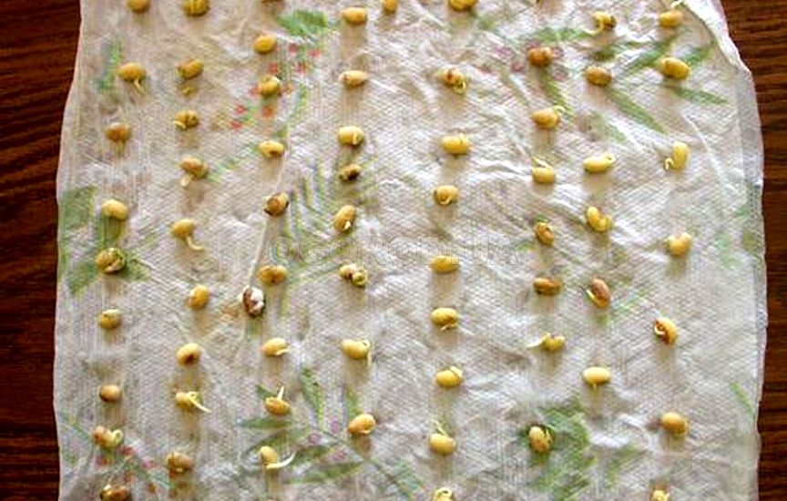 Проращивание семян на бумажных полотенцах