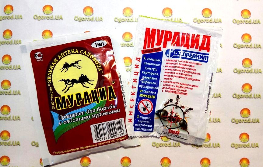 Мурацид - препарат для уничтожения муравьев