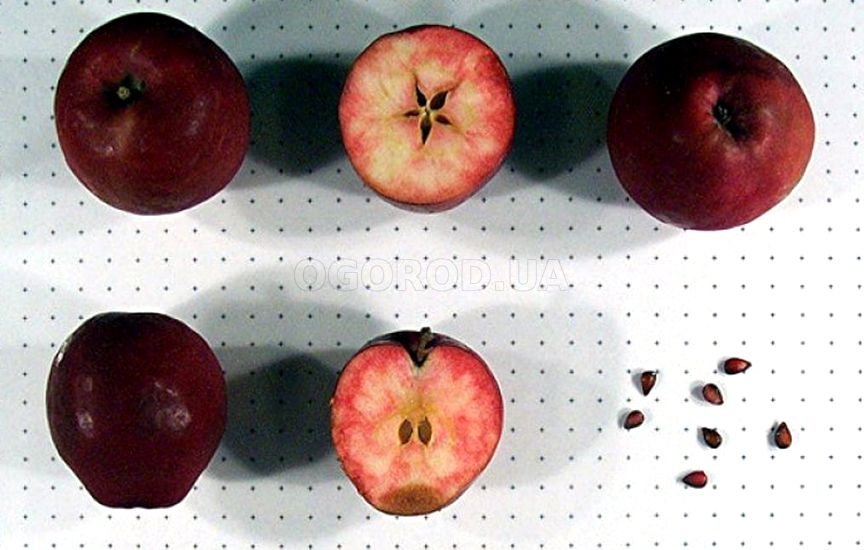 Размножение яблони Недзвецкого можно проводить с помощью семян