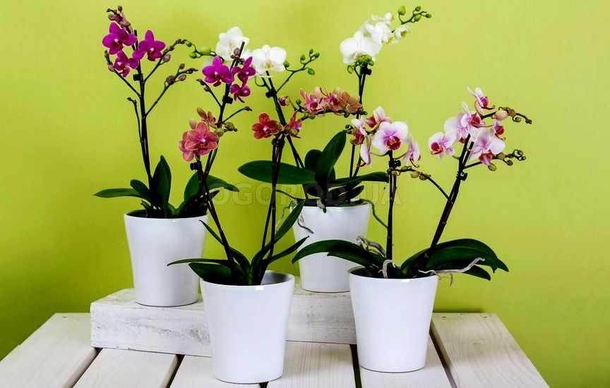 Почему орхидея не цветет: 5 причин