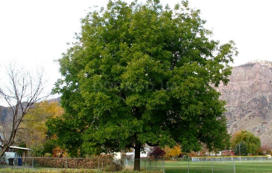 Кария (Гикори): виды и описание орехового дерева