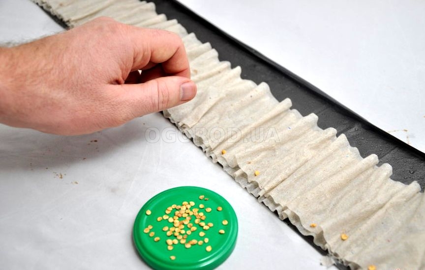 Проращивание семян в рулонах из плёнки и бумаги