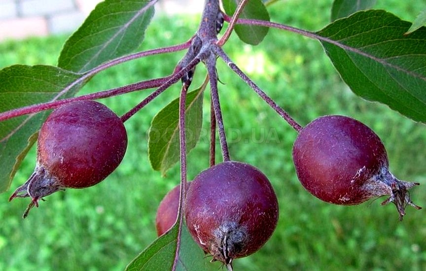Плоды этого дерева съедобные и используются в пищу