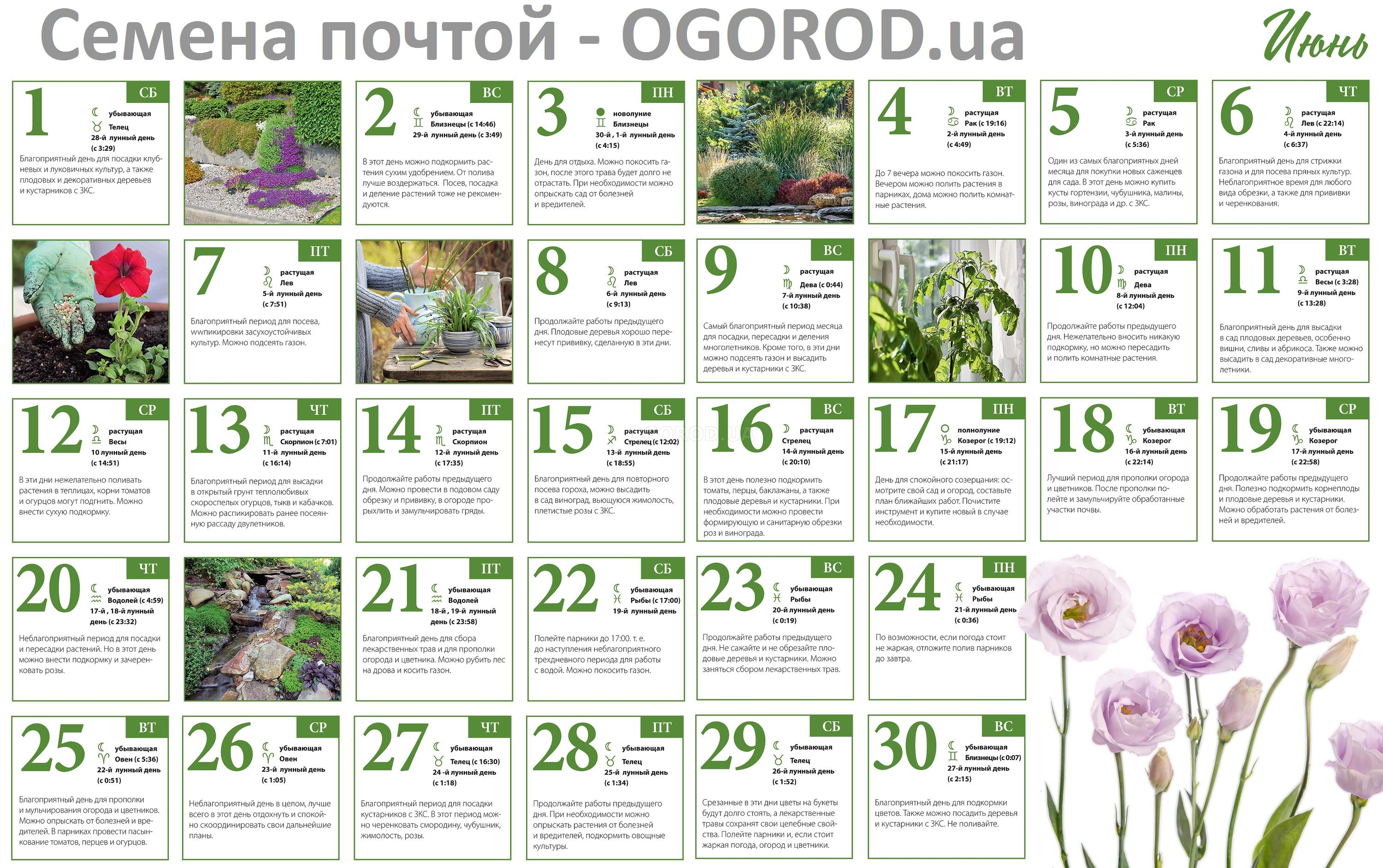 Огородный календарь на июнь 2019