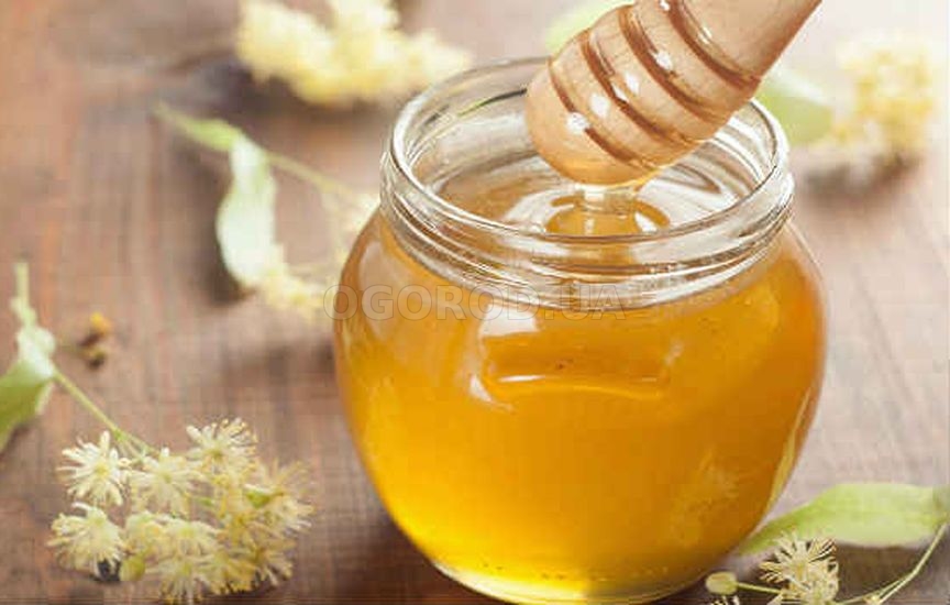 Мед липа – состав и лечебные свойства