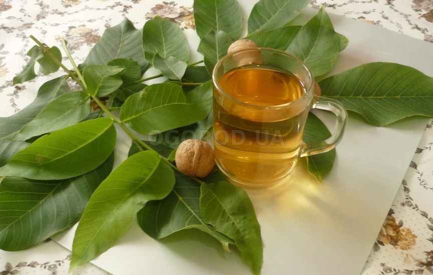 Листья грецкого ореха: состав, рецепты отваров и чая