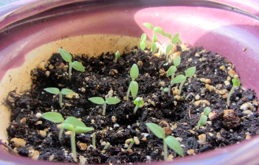 Посадка паслена черного