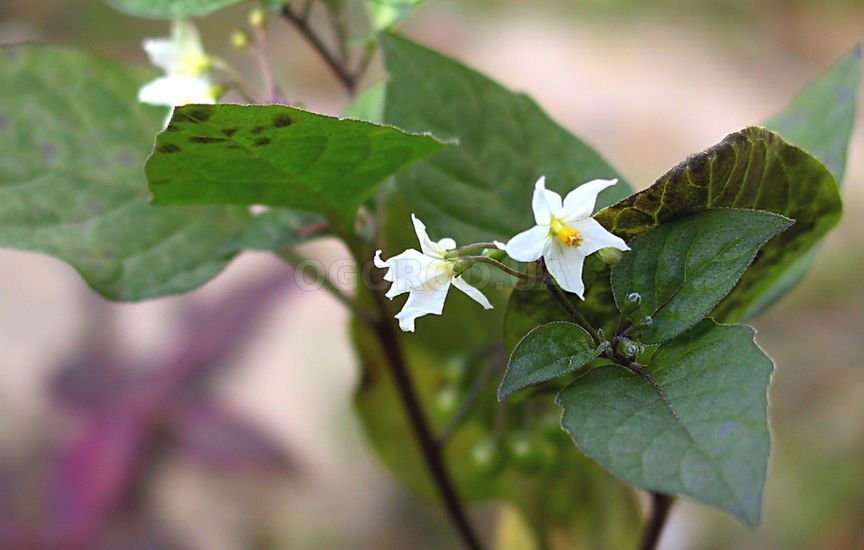 Цветы, как у картофеля