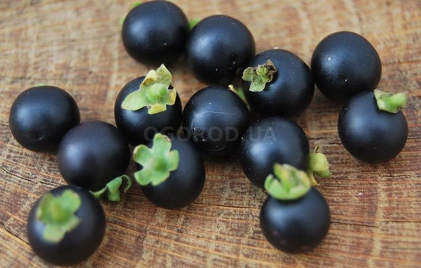 Своим внешним видом он немножко похож на помидоры некоторых сортов