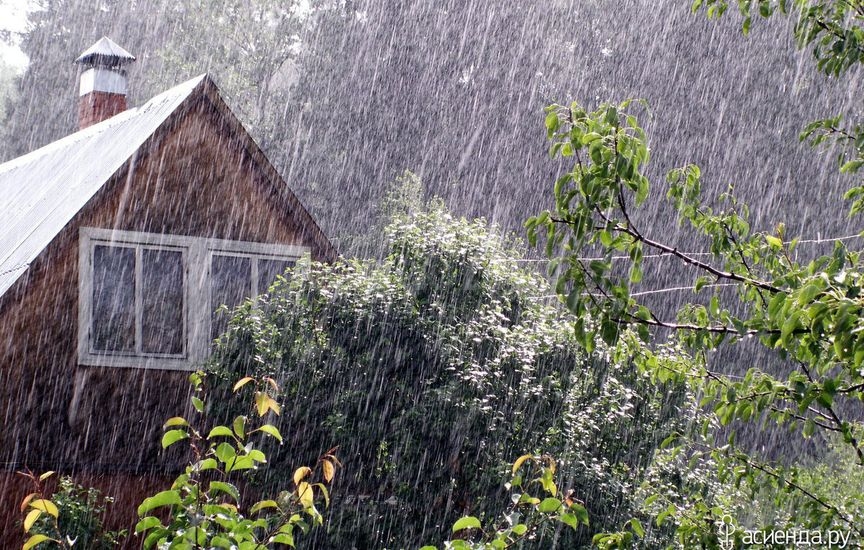 Как защитить растения от затяжных дождей