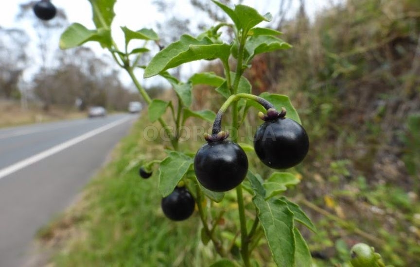 Ягодами по разным протравам окрашивают ткани