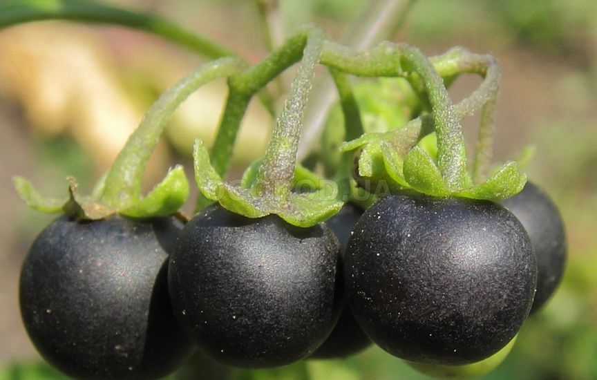 Многим он известен под названием поздника, вороняжка, бздника