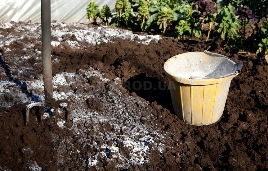 Подготовка почвы для чеснока