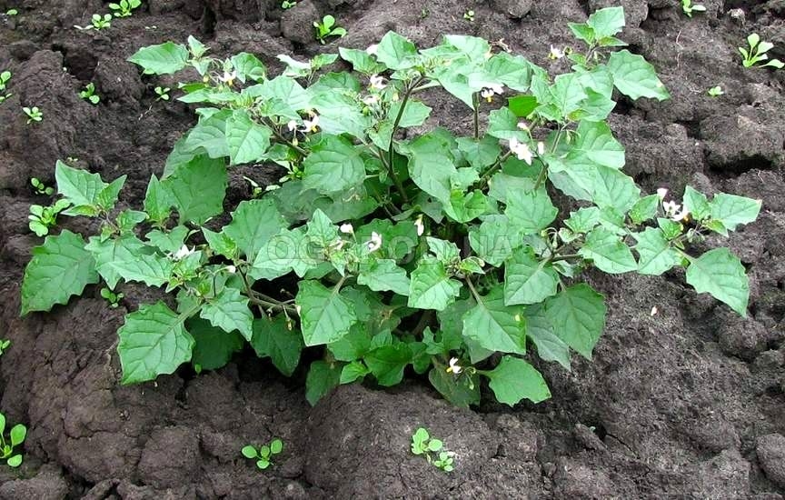 В высоту растение вытягивается 60-120 см.