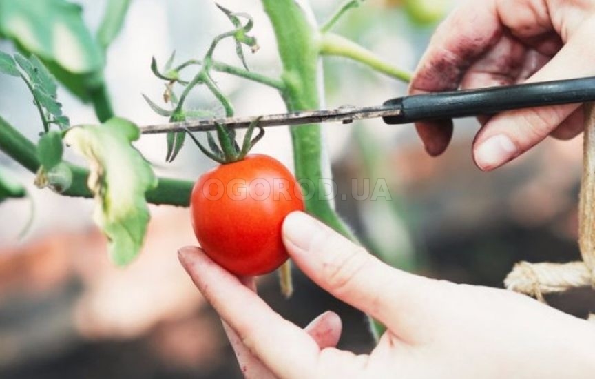 Семена помидор: как собрать и подготовить для посадки самостоятельно
