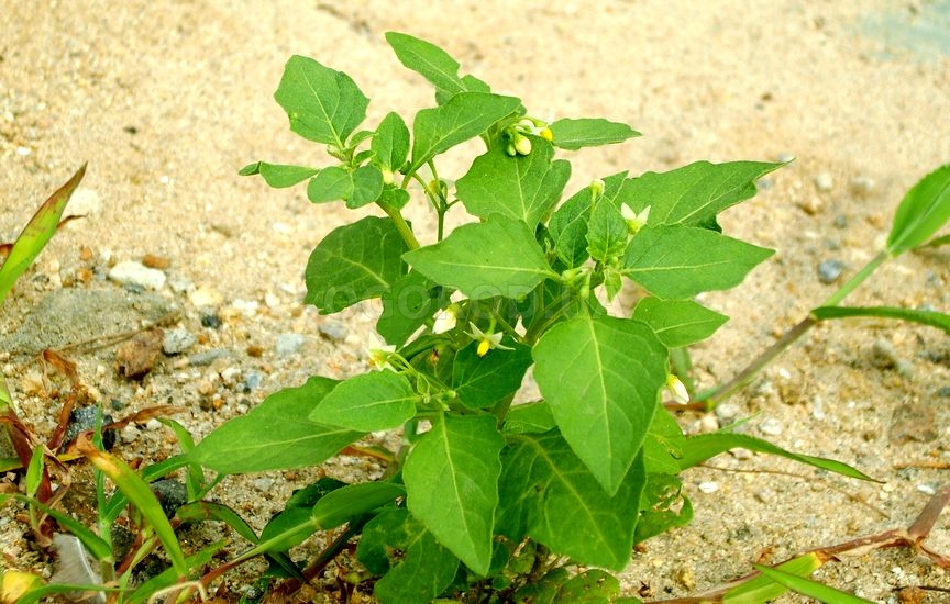 Паслен нетребователен к составу почв, влажности