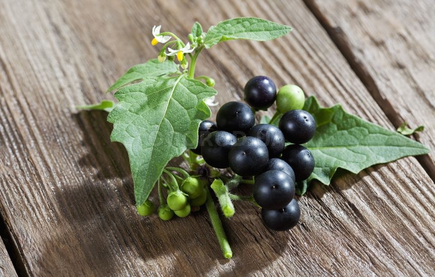 Паслен черный - описание, выращивание, применение