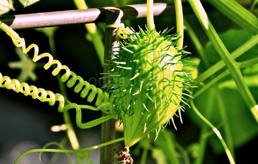 Ангурия (антильский огурец) для гурманов