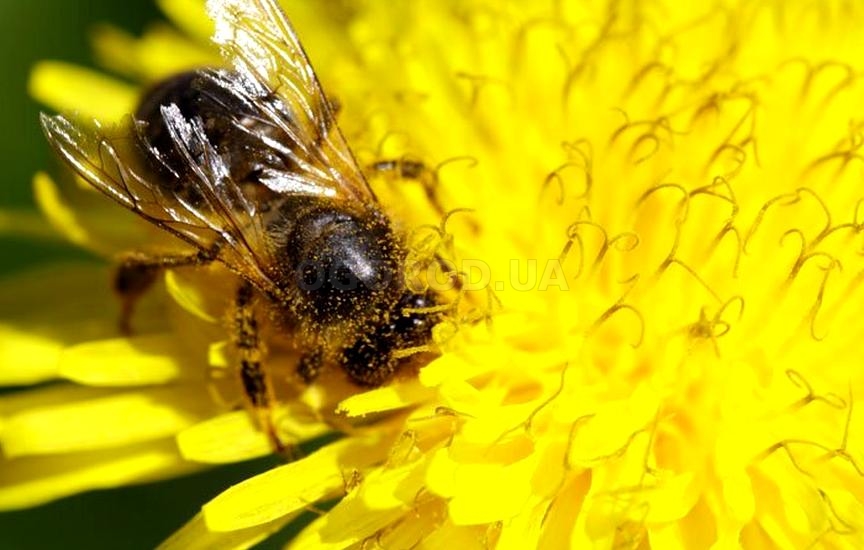 Пчелы признаны самыми важными существами на Земле!