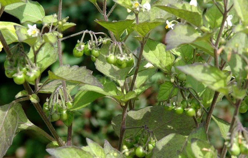 Полезные свойства паслена черного