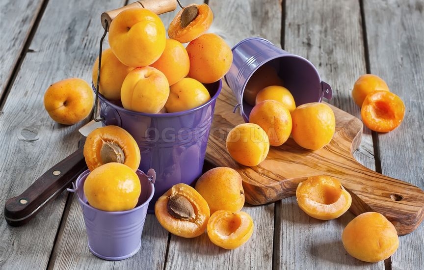 Сочные и сладкие плоды абрикоса