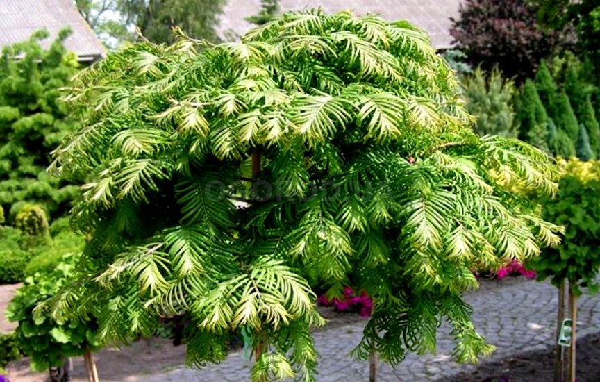 Метасеквойя глиптостробусовидная (Metasequoia glyptostroboides) ‘Matth