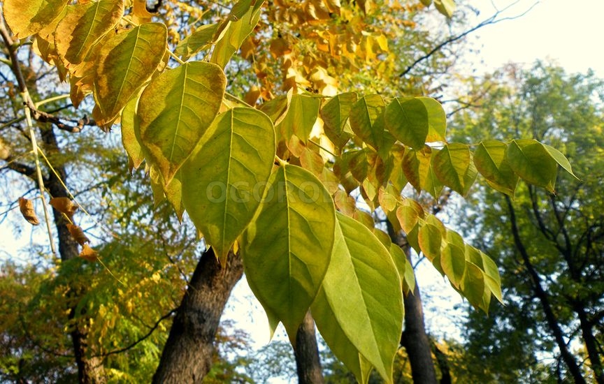 Кентуккийское кофейное дерево осенью