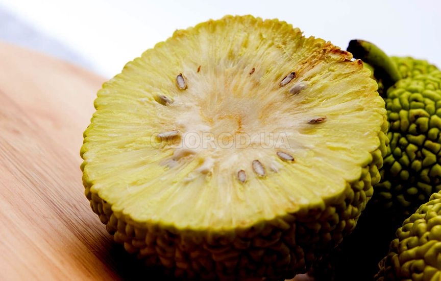 Разрезанный плод маклюры по структуре напоминает ананас