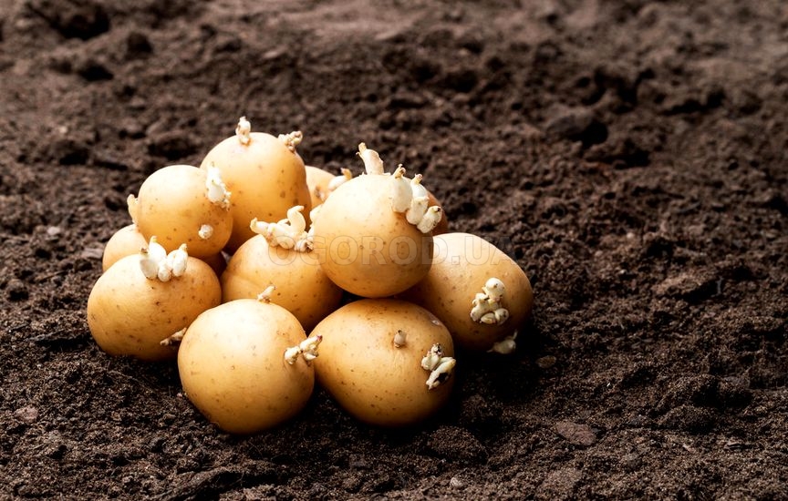 Хранить семенной картофель следует отдельно от продуктового