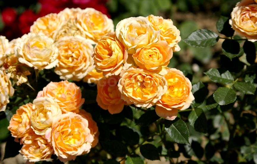 Роза садовая сорт 'Amber Queen'
