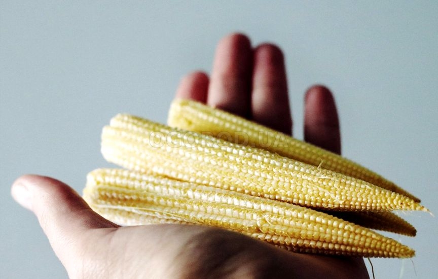Выращивание мини - кукурузы в домашних условиях