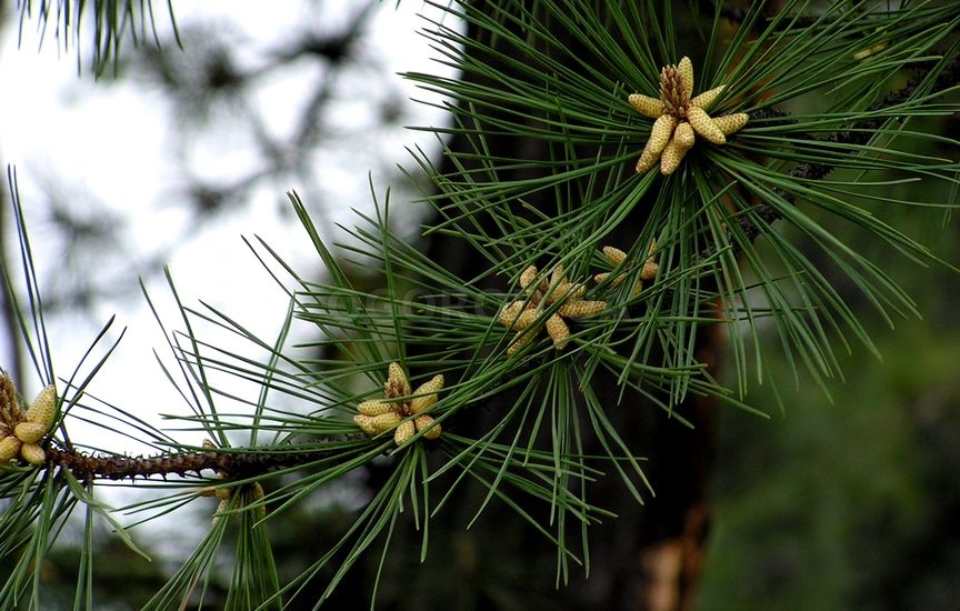 Сосна жёсткая (Pinus rigida)