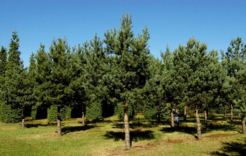 Сосна обыкновенная(Pinus sylvestris)