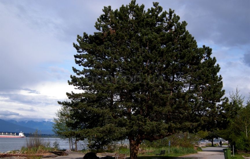 Сосна чёрная (Pinus nigra)