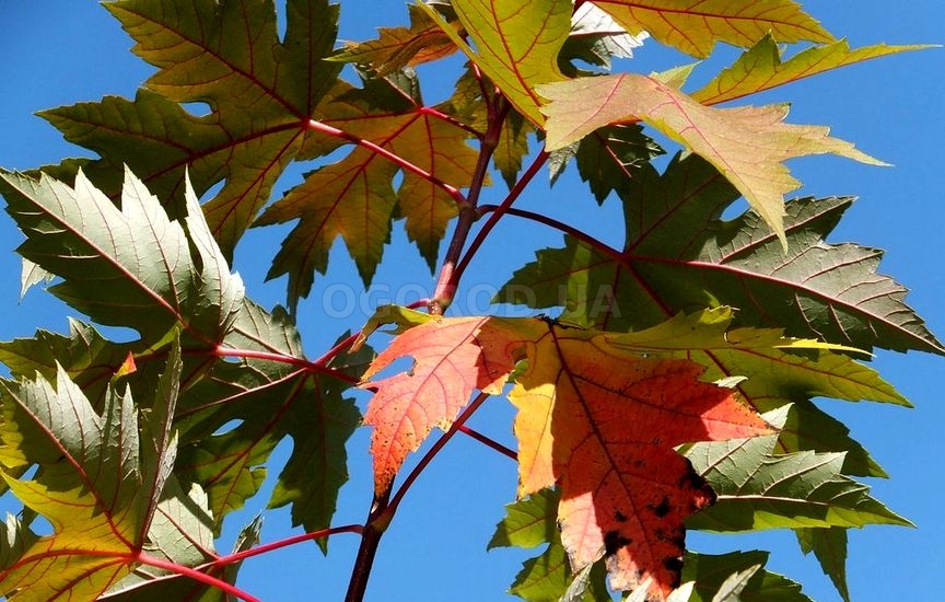оранжево-жёлтый или красный окрас листьев