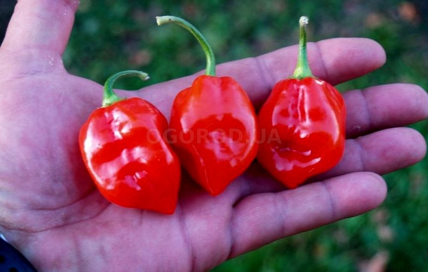 Выбор места для выращивания перца Хабанеро красного