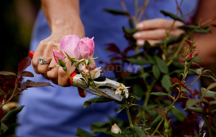 Провести обрезку роз в августе необходимо