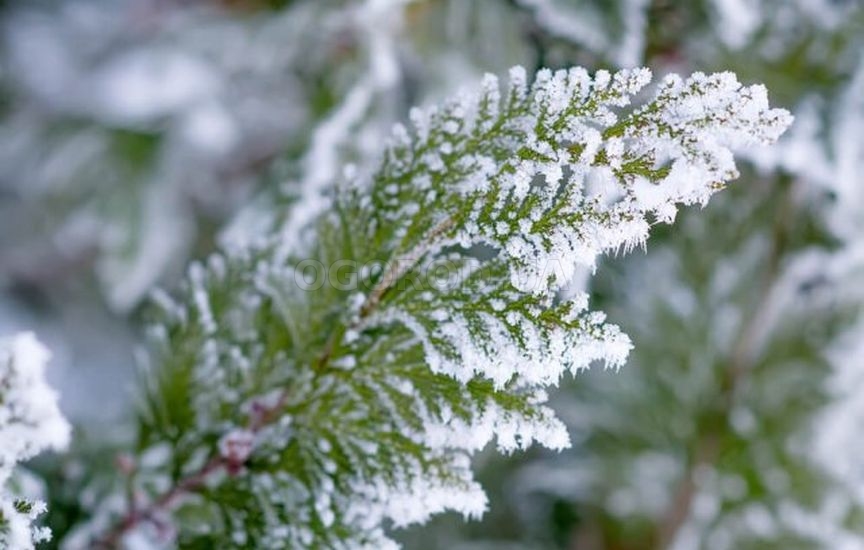 Как ухаживать за хвойными растениями зимой