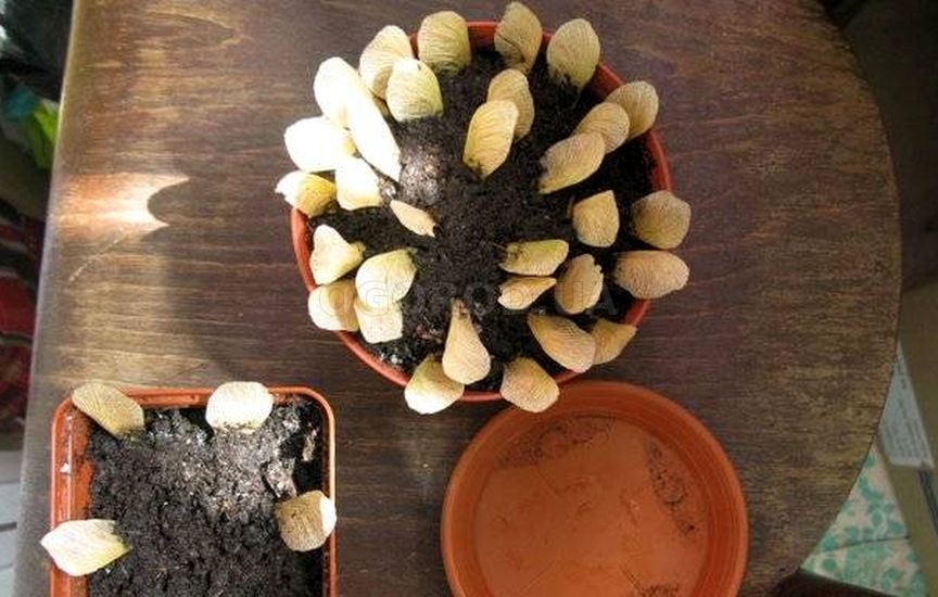 Особенности посадки клена семенами
