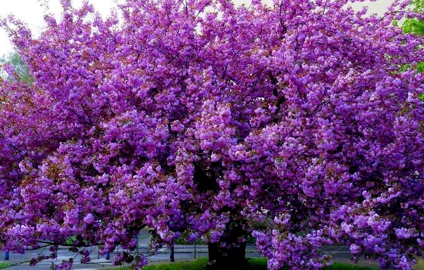 Павловния войлочная (Paulownia tomentosa)