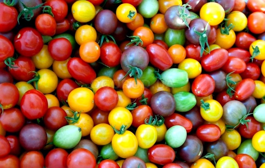 Разнообразие томатов черри