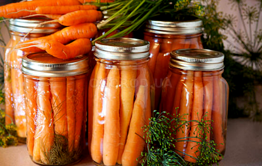 Засолка цельной моркови в кадке
