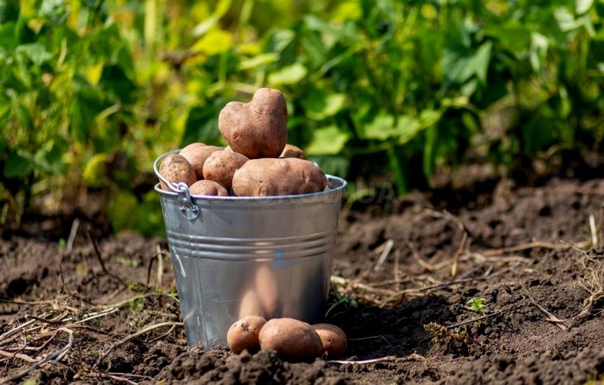 Выращивание своего картофеля