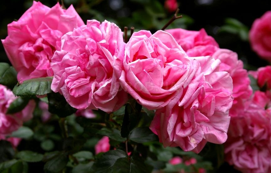 Цветки розы садовой сорта 'Весенняя заря' пахнут клопами