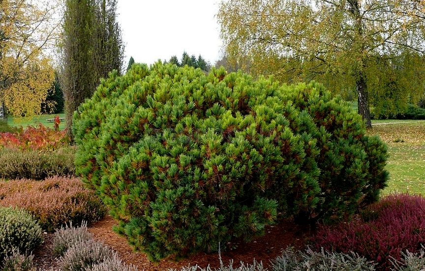 Pinus peuce Griseb (сосна балканская, она же румелийская) Источник: h