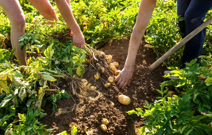 Многие огородники предпочитают выкапывать картофель лопатой